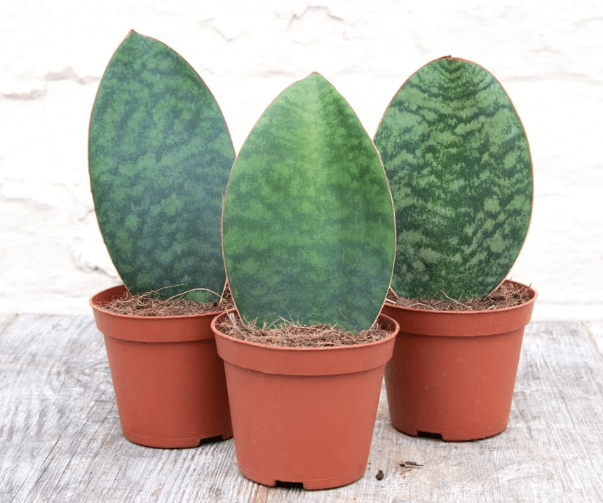 Whale fin snake plant. Three of them arranged in red pot